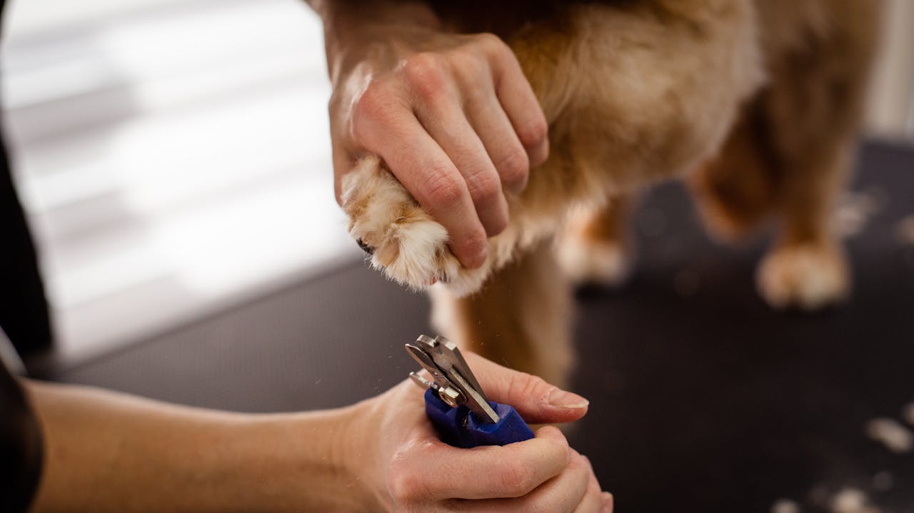The Ultimate Guide to Pet Grooming at Home