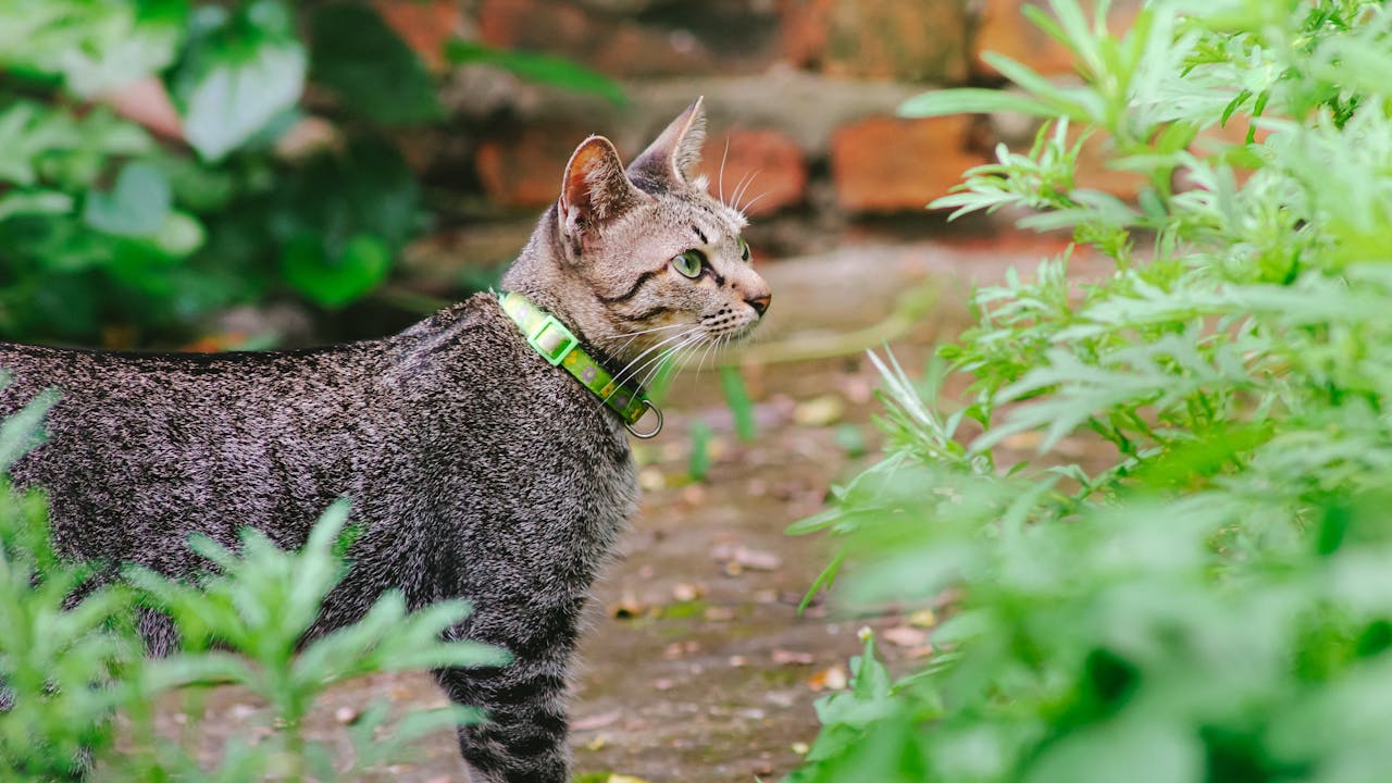 Choosing the Right Collar for Your Pet: A Quick Guide
