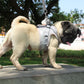 Cat Harness and Leash Set Reflective Kitten Puppy