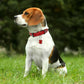 Didog Leather Dog Neoprene Padded Pet Collar Leash